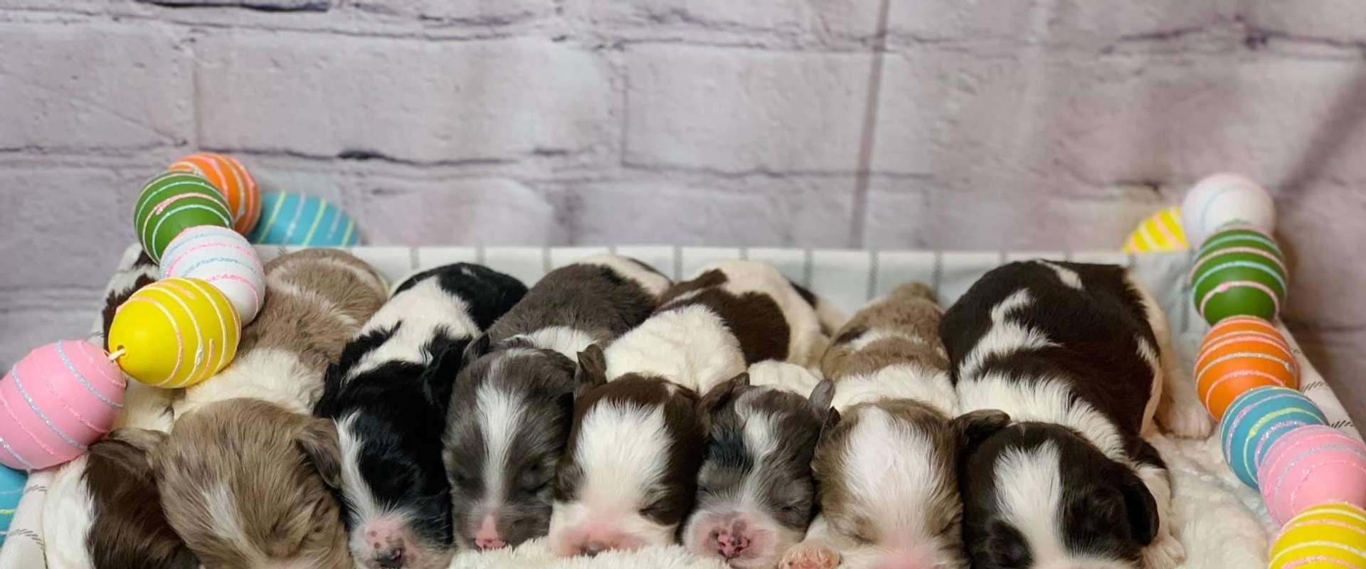 mini poo litter.jpg